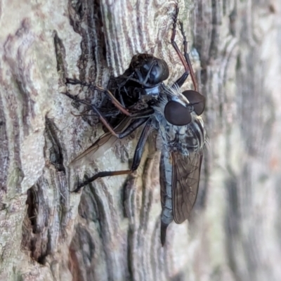 Colepia ingloria at Watson, ACT - 1 Jan 2024 by AniseStar