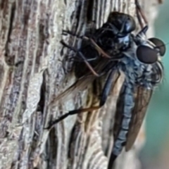 Cerdistus sp. (genus) at Watson, ACT - suppressed