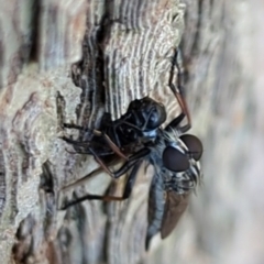 Cerdistus sp. (genus) at Watson, ACT - 1 Jan 2024