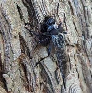 Cerdistus sp. (genus) at Watson, ACT - 1 Jan 2024