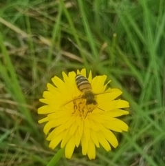 Apis mellifera (European honey bee) at Crace Grasslands - 28 Dec 2023 by MiaThurgate