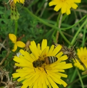 Apis mellifera at Crace Grassland (CR_2) - 29 Dec 2023 09:39 AM