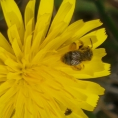 Lasioglossum (Chilalictus) sp. (genus & subgenus) (Halictid bee) at Crace Grasslands - 28 Dec 2023 by MiaThurgate