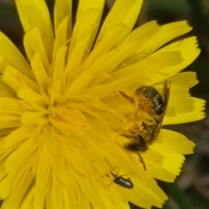 Lasioglossum (Chilalictus) sp. (genus & subgenus) at Crace Grassland (CR_2) - 29 Dec 2023 09:59 AM