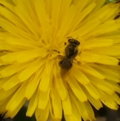 Lasioglossum (Chilalictus) sp. (genus & subgenus) at Crace Grassland (CR_2) - 29 Dec 2023 09:59 AM