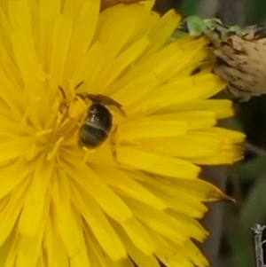 Lasioglossum (Chilalictus) sp. (genus & subgenus) at Crace Grassland (CR_2) - 29 Dec 2023 09:59 AM