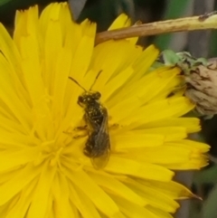 Lasioglossum (Chilalictus) sp. (genus & subgenus) at Crace Grassland (CR_2) - 29 Dec 2023 09:59 AM