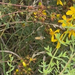 Syrphidae (family) (Unidentified Hover fly) at Mitchell, ACT - 28 Dec 2023 by MiaThurgate