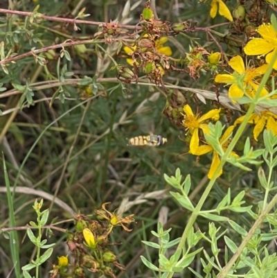 Syrphidae (family) (Unidentified Hover fly) at Crace Grassland (CR_2) - 29 Dec 2023 by MiaThurgate