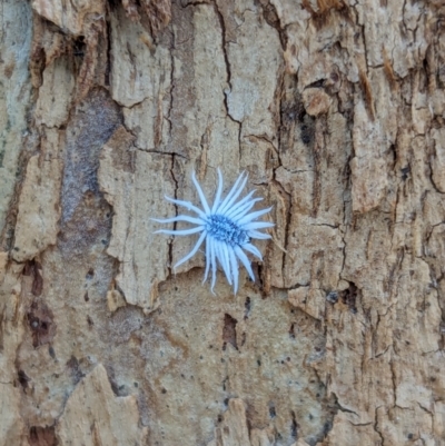 Cryptolaemus montrouzieri (Mealybug ladybird) at Watson, ACT - 1 Jan 2024 by AniseStar