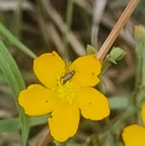 Dasytinae (subfamily) at Crace Grassland (CR_2) - 29 Dec 2023 10:06 AM