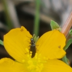 Dasytinae (subfamily) at Crace Grassland (CR_2) - 29 Dec 2023 10:06 AM