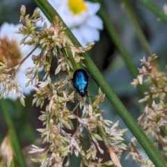 Arsipoda sp. (genus) (A flea beetle) at Watson, ACT - 1 Jan 2024 by AniseStar