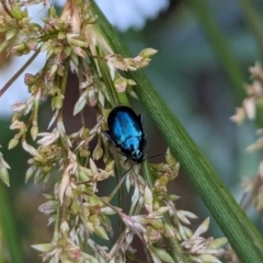 Arsipoda sp. (genus) at Watson, ACT - 1 Jan 2024