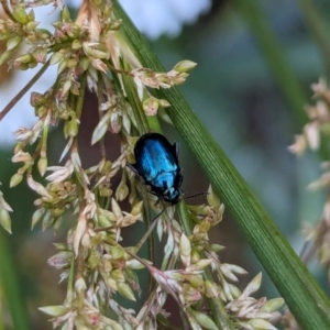 Arsipoda sp. (genus) at Watson, ACT - 1 Jan 2024