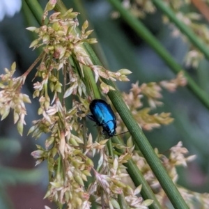 Arsipoda sp. (genus) at Watson, ACT - suppressed