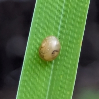 Unidentified Snail or Slug (Gastropoda) at Watson, ACT - 1 Jan 2024 by AniseStar