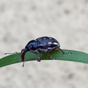 Aoplocnemis rufipes at Numeralla, NSW - suppressed