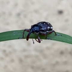 Aoplocnemis rufipes at Numeralla, NSW - 29 Dec 2023