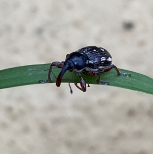 Aoplocnemis rufipes at Numeralla, NSW - suppressed