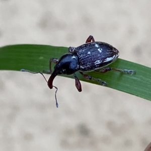 Aoplocnemis rufipes at Numeralla, NSW - suppressed