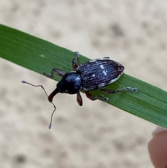 Aoplocnemis rufipes at Numeralla, NSW - 29 Dec 2023