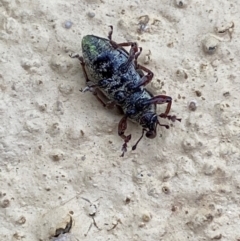 Aoplocnemis rufipes at Numeralla, NSW - suppressed