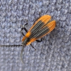 Trichalus sp. (genus) (Net-winged beetle) at Kosciuszko National Park - 29 Dec 2023 by SteveBorkowskis
