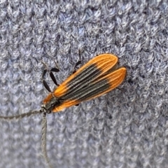 Trichalus sp. (genus) at Kosciuszko National Park - 29 Dec 2023