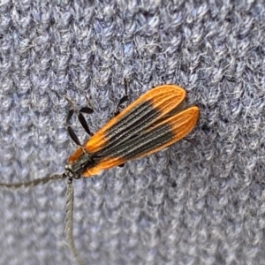 Trichalus sp. (genus) at Kosciuszko National Park - 29 Dec 2023