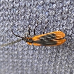 Trichalus sp. (genus) at Kosciuszko National Park - 29 Dec 2023