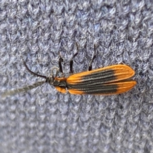 Trichalus sp. (genus) at Kosciuszko National Park - 29 Dec 2023