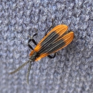 Trichalus sp. (genus) at Kosciuszko National Park - 29 Dec 2023