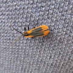 Trichalus sp. (genus) at Kosciuszko National Park - 29 Dec 2023