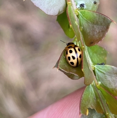 Peltoschema basicollis (Leaf beetle) at Kosciuszko National Park - 29 Dec 2023 by SteveBorkowskis