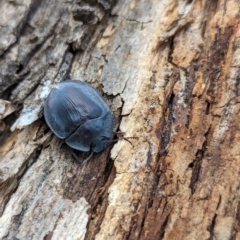 Pterohelaeus piceus (Pie-dish beetle) at Watson Green Space - 1 Jan 2024 by AniseStar