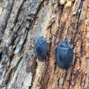 Pterohelaeus piceus at Watson Green Space - 1 Jan 2024