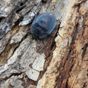 Pterohelaeus piceus at Watson Green Space - 1 Jan 2024