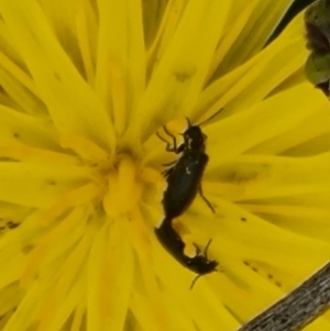 Dasytinae (subfamily) at Crace Grassland (CR_2) - 29 Dec 2023