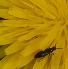 Dasytinae (subfamily) at Crace Grassland (CR_2) - 29 Dec 2023 09:51 AM