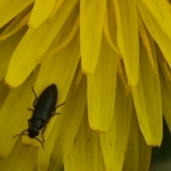 Dasytinae (subfamily) at Crace Grassland (CR_2) - 29 Dec 2023 09:51 AM