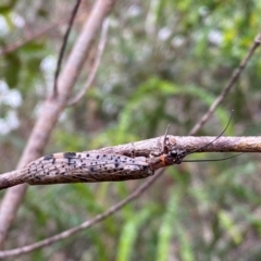 Archichauliodes (Riekochauliodes) guttiferus (Dobsonfly or Fishfly) at Kosciuszko National Park - 29 Dec 2023 by SteveBorkowskis