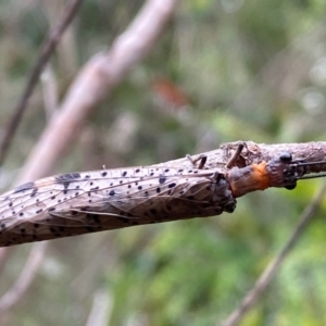 Archichauliodes (Riekochauliodes) guttiferus at Kosciuszko National Park - 29 Dec 2023