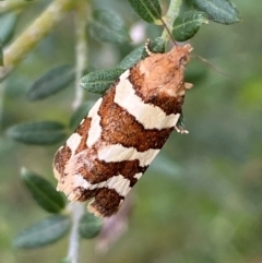 Subfurcatana subfurcatana (A Tortricid moth) at Kosciuszko National Park - 29 Dec 2023 by SteveBorkowskis