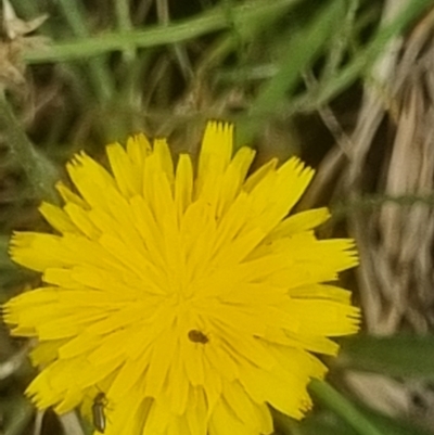 Coleoptera (order) (Unidentified Beetle) at Crace Grasslands - 28 Dec 2023 by MiaThurgate