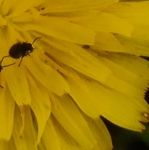 Coleoptera (order) at Crace Grassland (CR_2) - 29 Dec 2023