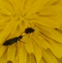 Coleoptera (order) at Crace Grassland (CR_2) - 29 Dec 2023