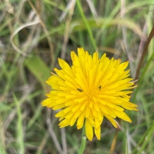 Dasytinae (subfamily) at Crace Grassland (CR_2) - 29 Dec 2023