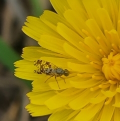 Austrotephritis poenia (Australian Fruit Fly) at Crace Grassland (CR_2) - 28 Dec 2023 by MiaThurgate