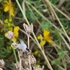 Tabanomorpha sp. (Parvorder) (Snipe Flies and allies) at Mitchell, ACT - 28 Dec 2023 by MiaThurgate